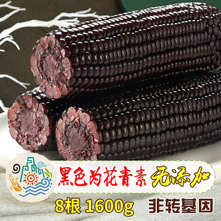 Corn God 玉米神 黑玉米棒新鲜糯粘香甜东北真空包装紫色加热即食非转基因鲜食8根 含花青素 无添加 黑糯玉米8根