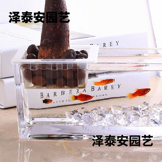 米詅水培容器桌面透明玻璃花瓶水培长方形水养植物容器创意鱼缸造景 10*30长条缸陪定植篮 中等