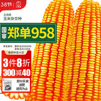 大禹高产玉米种子矮大棒抗旱抗倒郑丹958杂交春季四川 【企选版】郑单958种子约2800粒