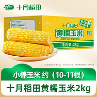 十月稻田 黄糯玉米2kg 东北粘玉米 箱装