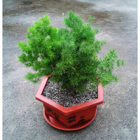 阿克苏河 四季长青 蓬莱松盆栽 室内盆景绿植蓬莱松花语长寿又称旺来松 5-6分叉 不含盆
