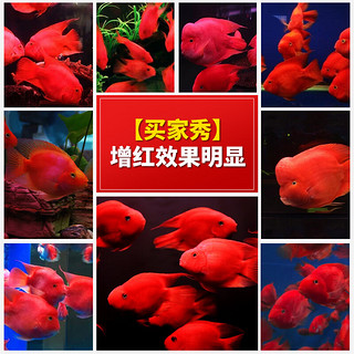 海豚（PORPOISE）血鹦鹉鱼增红饲料720g中粒上浮 加倍虾青素增色 元宝红财神鱼食