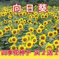 长蕴 花种籽子四季播种开花野花组合向日葵种孑易活室内盆栽太阳花种子 向日葵100粒+肥料