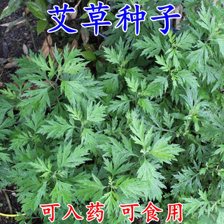 播种心情 艾草种子野生细叶食用靳艾蒿青蒿香青团艾绒草籽 艾草种子半斤