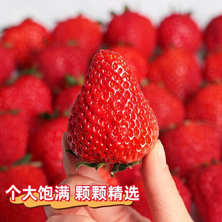 斯可沁辽宁丹东99红颜奶油草莓水果年货节 特大果2斤装 单果30-40g