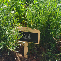 直立迷迭香可食用多年生香草植物盆栽克拉香草煎牛排烹饪西餐香料