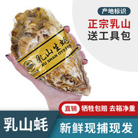蟹小乔乳山鲜活生蚝生鲜牡蛎 4XL号净重5斤(套标10-13个)