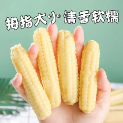 网红拇指小玉米云南西双版纳香糯非转基因袖珍糯玉米健康食品a级4斤