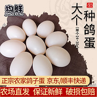 junxian 均鲜 新鲜鸽子蛋杂粮喂养农家特产白鸽蛋信鸽蛋宝宝儿童土鸽子蛋 20枚大个种鸽蛋
