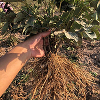 苏娇花卉园艺 牡丹花苗大苗重瓣盆栽植物花卉室内外地栽客厅种植耐寒庭院基地