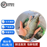 沢素湾 罗氏虾 超大号罗氏虾鲜活 大头虾 罗氏沼虾淡水虾王 生鲜冰鲜 1斤尝鲜【7-8只/斤】特大号