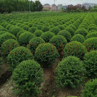 花e流 绿化苗木 树苗 红叶石楠球 红叶石楠四季常青绿化植物 红叶石 小叶女贞球 小苗试种（2棵）