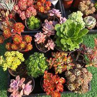 芊花之美 多肉植物老桩套餐群生大颗好养肉肉植物肉肉组合盆栽室内花卉套装