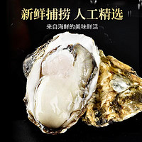 农美年 乳山精品生蚝新鲜海鲜带壳4XL 牡蛎海蛎子5.5斤装  单个3-4两 乳山臻选生蚝 净重4.6 斤