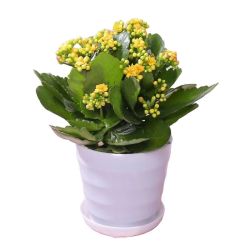 琢彩 长寿花粉色+肥料