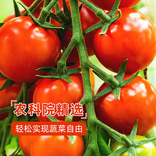 蔬菜苗种秧苗水果草莓生菜番茄种子盆栽西红柿辣椒南北种