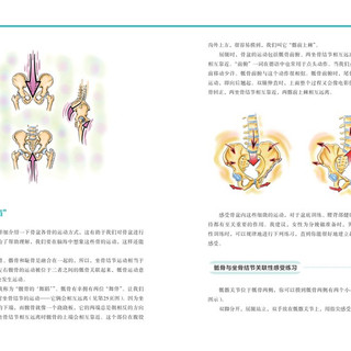 富兰克林盆底疗法：骨盆与盆底的解剖学认知及盆底康复训练