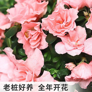 开时果 杜鹃花盆栽（带花苞发货）四季开花苗室内花卉绿植鲜花植物盆景 大号红色+原生袋（28-35cm）