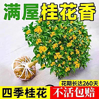 鲁巴客 桂花树苗四季桂花盆栽