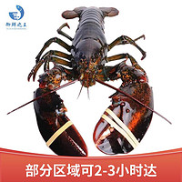 御鲜之王 鲜活波士顿龙虾750-850g/只 1只 波龙 生鲜大龙虾 活虾海鲜水产