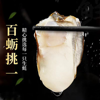 正宗 乳山生蚝  XXXXL 大号 5.5斤 （带官方溯源防伪标识、死蚝包）
