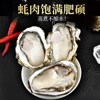 正宗 乳山生蚝  XXXXL 大号 5.5斤 （带官方溯源防伪标识、死蚝包）