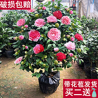 苏跃 盆栽茶花苗 四季香妃茶花盆栽带花苞浓香型庭院室内好养五色赤丹树苗花卉植物 精品五色茶花 2年苗