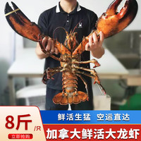 海宏盈【活鲜】大龙虾鲜活波龙波斯顿大龙虾波士顿大虾海鲜生鲜年货送礼 8斤/只