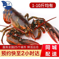 乐食港波士顿龙虾鲜活 波龙大龙虾海鲜水产加拿大 4.9斤-5.1斤/整只