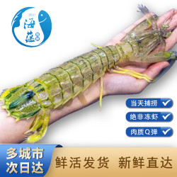 海蕴极鲜泰国富贵虾鲜活超大皮皮虾活虾海鲜虾类45两只吃肉款大号单支
