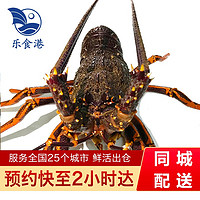乐食港【活鲜】 鲜活澳龙龙虾 纽龙新西兰澳龙深海大龙虾 3.9-4.1斤（一只） 鲜活发货