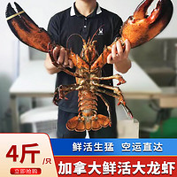 海宏盈【活鲜】大龙虾鲜活波龙波斯顿大龙虾波士顿大虾海鲜生鲜年货 4斤/只