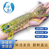 海蕴极鲜【活鲜】泰国富贵虾鲜活 超大皮皮虾活虾海鲜虾类 1000g（4-6只）吃肉款