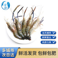 海蕴极鲜【活鲜】罗氏虾 鲜活大头虾罗氏沼虾淡水白脚虾金钱虾 生鲜冰鲜 1500g 12-16只左右(虾皇)