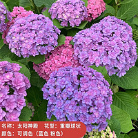 临雅 绣球花苗盆栽室内阳台庭院植物四季开花卉 太阳神殿