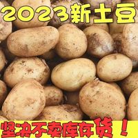 春正生 土豆 新鲜洋芋黄心品种 面马铃薯 鲜土豆 5斤 +热卖