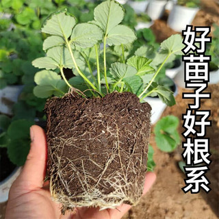 欧悟 四季草莓苗 高度15-20cm