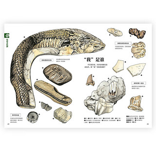 浪花朵朵 盛口满系列：石头的生命故事+落叶的大千世界2册套装 7-10岁 石头地质落叶植物 日本童书研究会 科普百科绘本 后浪童书