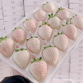 淡雪草莓 一盒500g 30颗礼盒装+顺丰空运