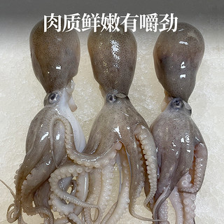 【肥鲜嫩】八爪鱼新鲜大爆头舟山海鲜水产整条小章鱼鲜活冷冻生鲜