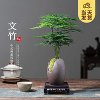 有券的上：KaiShiguo Plants 开时果 文竹盆景摆件 枯木树纹盆+苔藓+底座