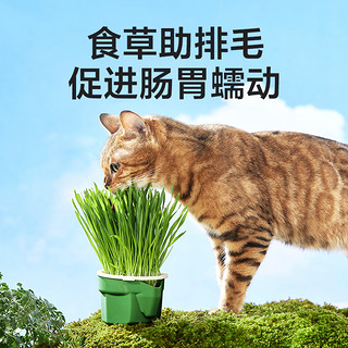 YANXUAN 网易严选 天成无土猫草水培猫草杯猫咪零食排毛球猫草种子