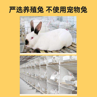 汪爸爸狗狗零食鸡肉兔耳朵风干肉干宠物训练励大中小型犬磨牙棒
