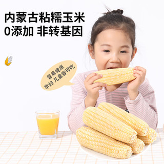 灶小美 玉米 白糯黏玉米棒子 低脂轻食真空包装 白糯玉米礼盒装 1400g