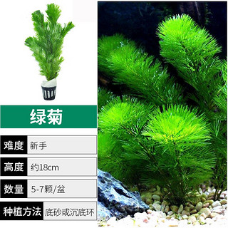 时光田野石环绿菊摆件增氧水草造景蜈蚣草绿植水草植物鱼缸造景易 绿菊1盆【5-7颗】