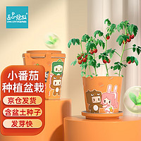 Bloom Life 匠心绽放 IAM City Farmer小番茄迷你盆栽 儿童种植小盆栽套装绿植植物diy观察 春季种植