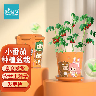 Bloom Life 匠心绽放 IAM City Farmer小番茄迷你盆栽 儿童种植小盆栽套装绿植植物diy观察 春季种植