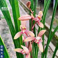 德芳兰业 翁源兰花金边粉红色花建兰金嘴大青客厅浓香花卉绿植盆栽