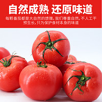88VIP：哪咤豆豆 青粉番茄生吃沙瓤西红柿2.5kg自然成熟新鲜蔬菜顺丰