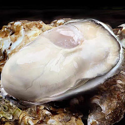 秒杀1000单乳山生蚝xxxxl大号55斤单个34两带官方溯源防伪标识死蚝包